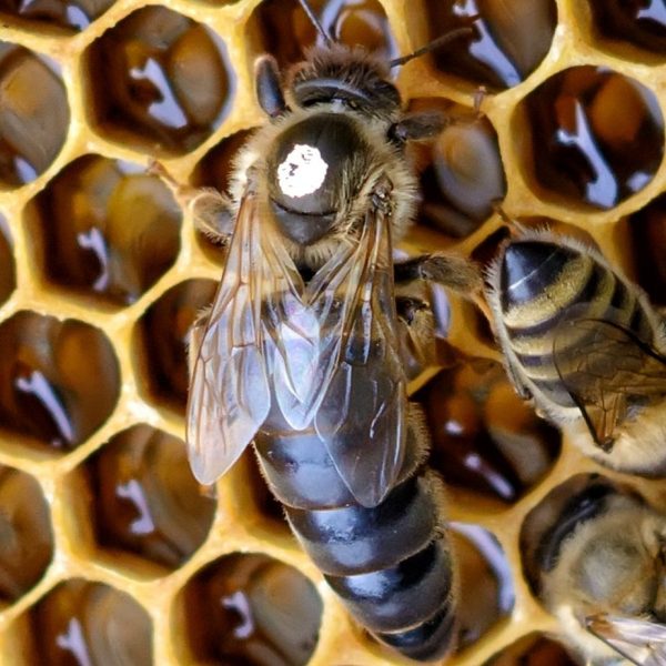 Селектирана разплодна пчелна майка от породата Карника