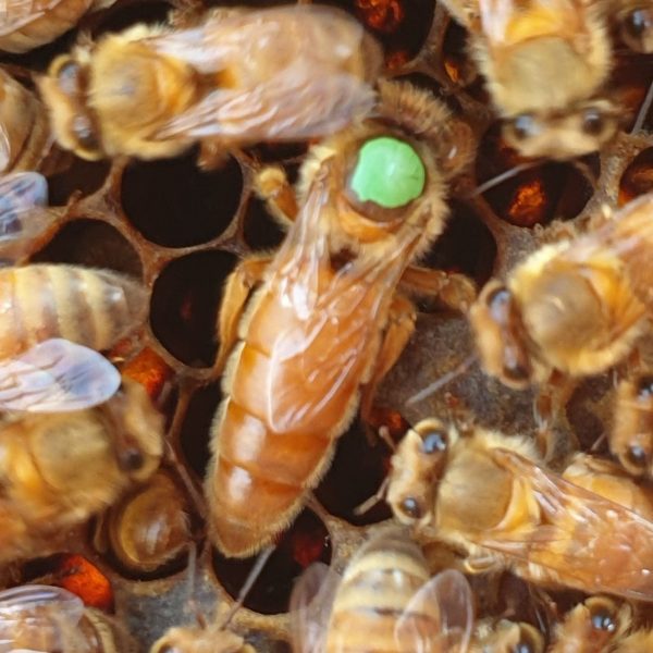 Селектирана разплодна пчелна майка от Италианска порода (Ligustica)