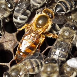 Karpatische Königin kontrolliert begattet mit Karpatische Drohnen in abgelegenen Gegend