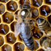 Überwinterte Carnica Königin