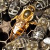 Reinas Carpáticas Inseminadas Instrumentalmente - Invernadas
