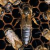 Reinas Ibéricas Inseminadas Instrumentalmente