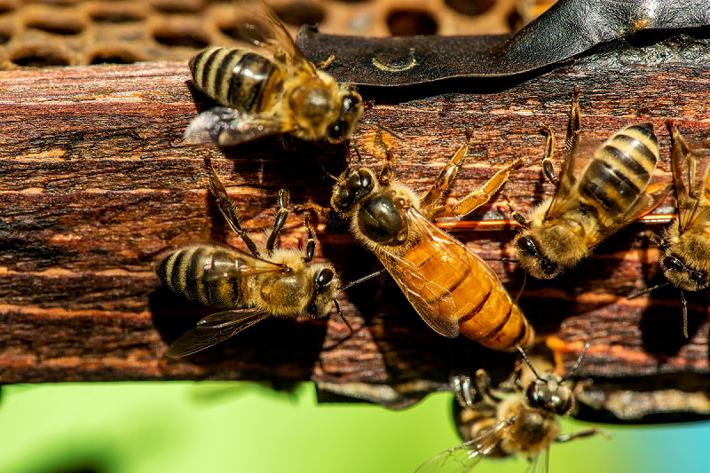 La vie de la reine des abeilles - Association Confidences d'Abeilles