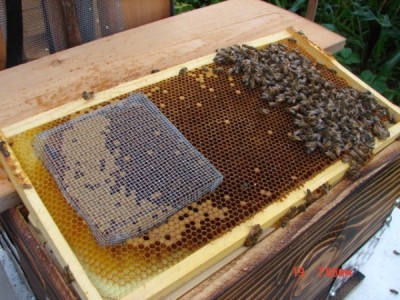 cage d’introduction de reines des abeilles