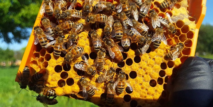 Βίντεο μελισσοκομίας