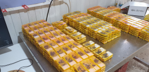 L'introduzione di un'ape regina di razza diversa in una colonia - Apis Donau Italia