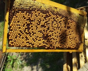 Allevare e mantenere i fuchi nelle colonie di api (2)