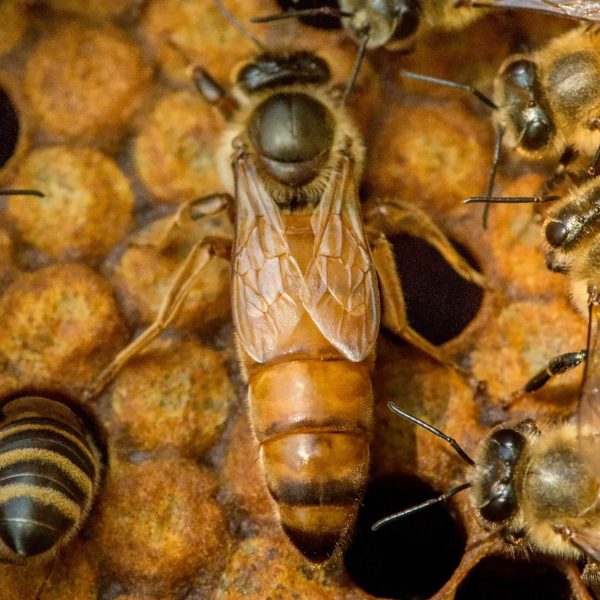 Matki pszczele Buckfast unasienniona naturalnie z trutniami Buckfasta