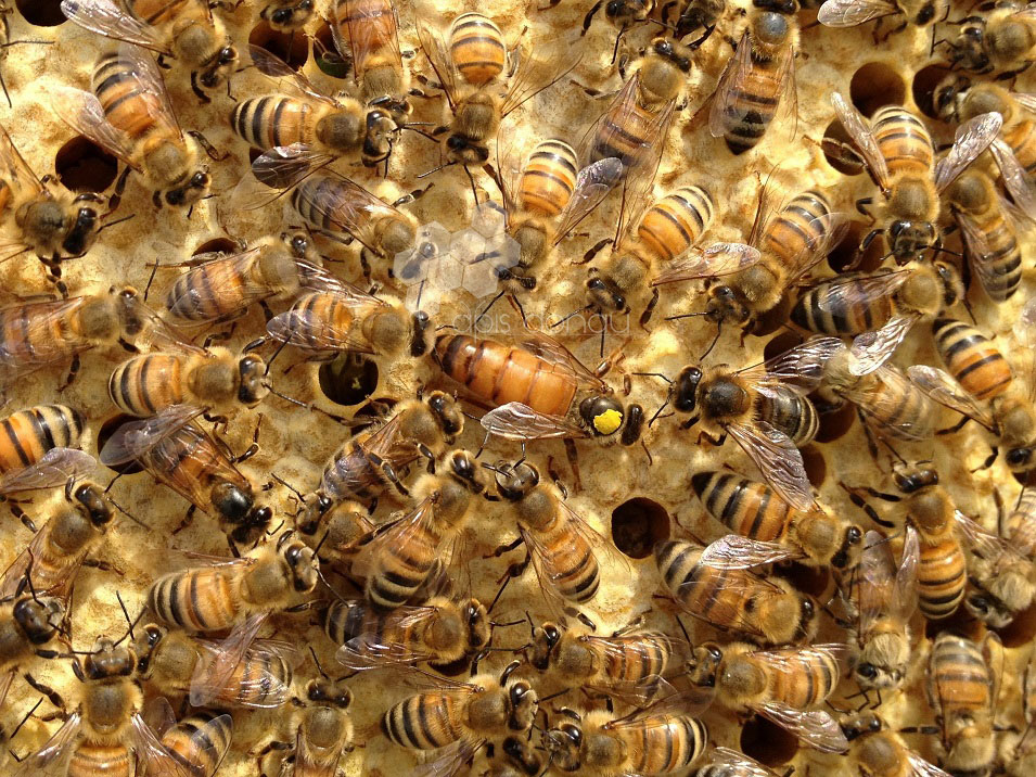 Matki pszczele Buckfast unasienniona naturalnie z trutniami Buckfasta