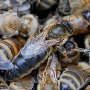 Matka pszczela Kaukaska Sztucznie Unasienniona - Po Przezimowaniu