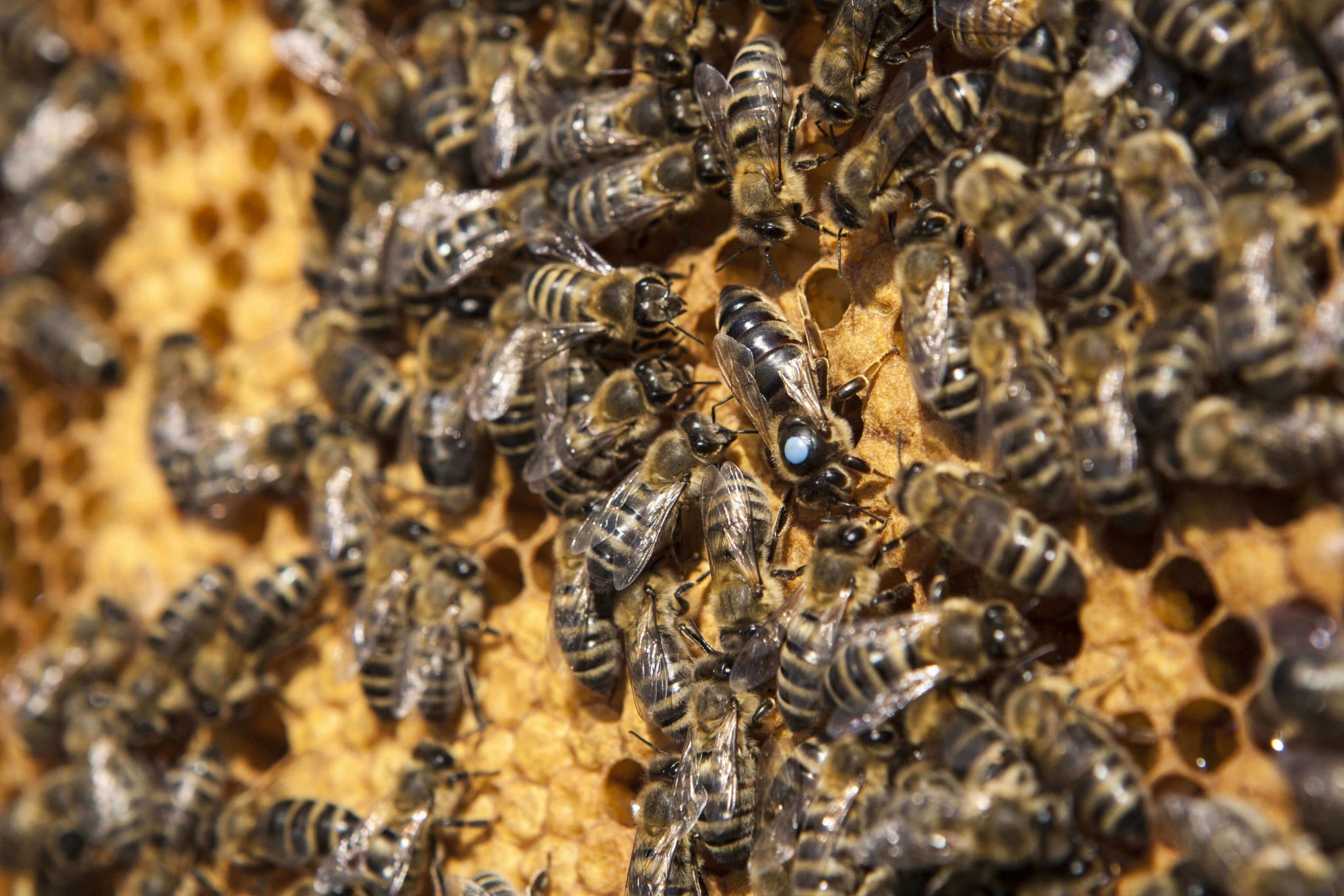 Matka pszczela Kaukaska Sztucznie Unasienniona - Po Przezimowaniu