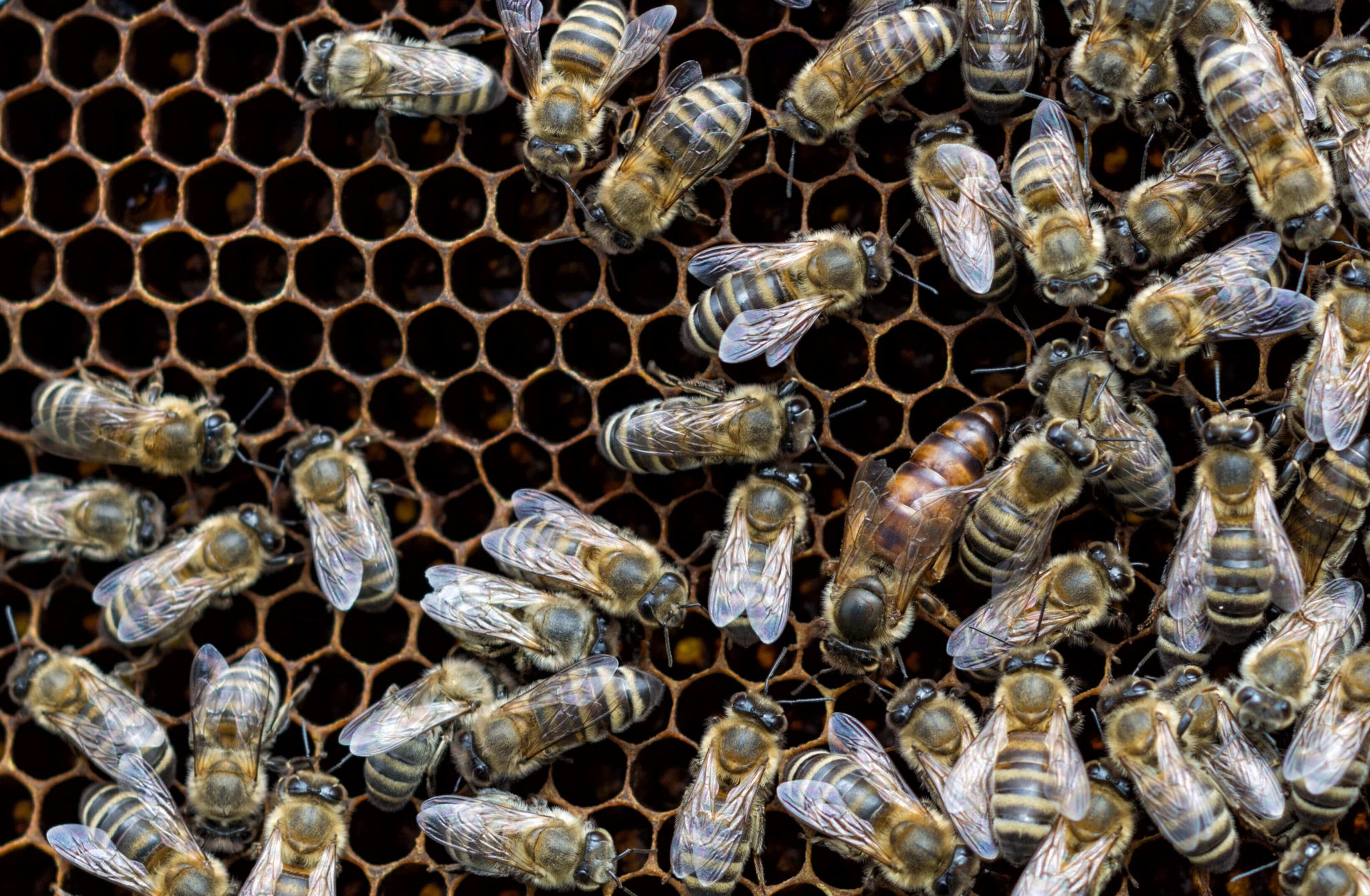 Matka pszczele Karpacka Sztucznie Unasienniona - Po Przezimowaniu