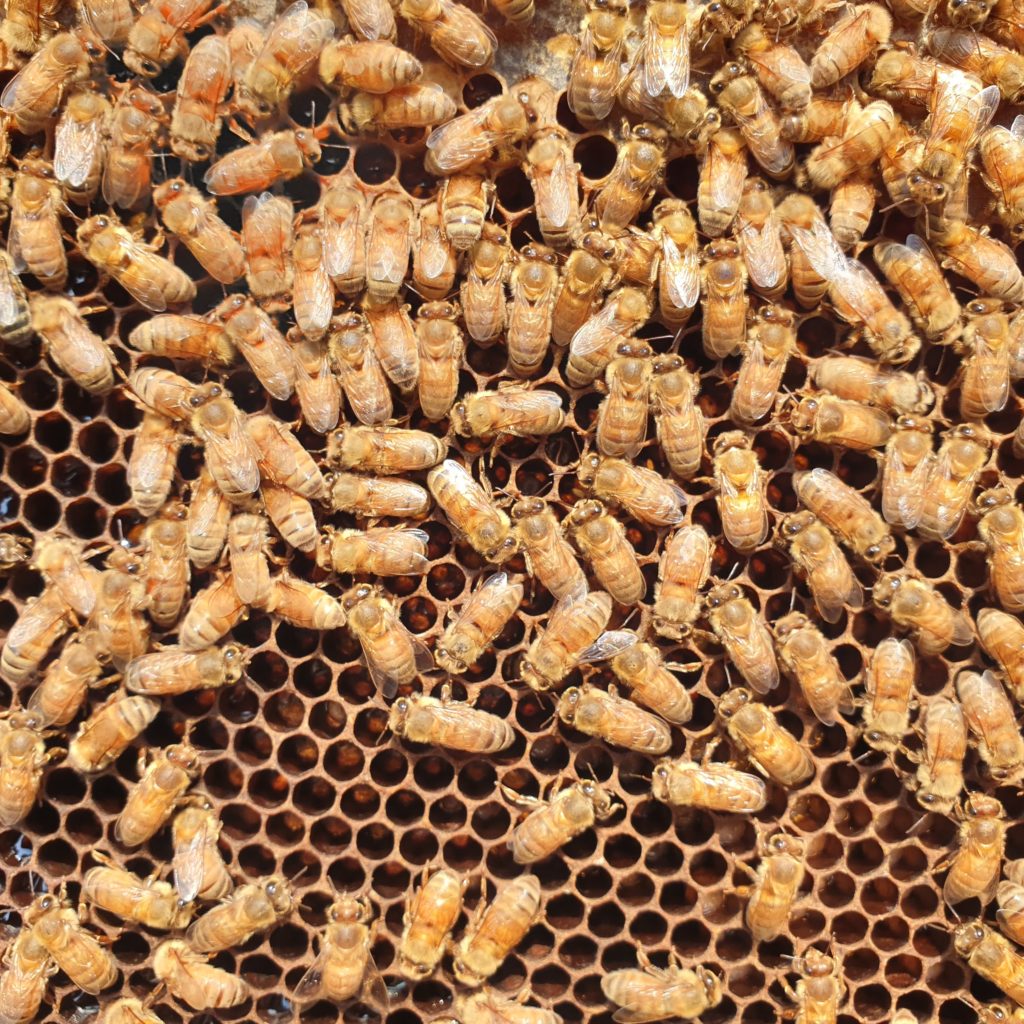 Matka pszczela Włoska Sztucznie Unasienniona - Po Przezimowaniu