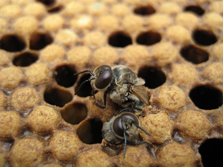 hodowlę trutni w rodzinach pszczelich