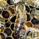 Caucasian Queens Caucasian Queens bee