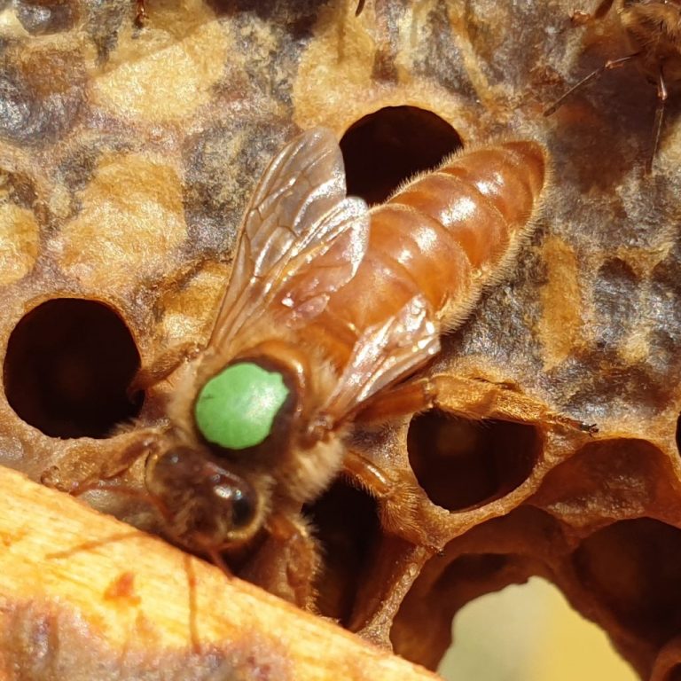 Overwintered Italian (Ligustica) Queen Artificially Inseminated for Sale