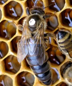Overwintered Carnica (Carniolan) Queen Artificially Inseminated