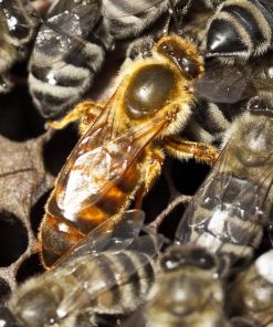 Overwintered Carpathian Queens Naturally Mated