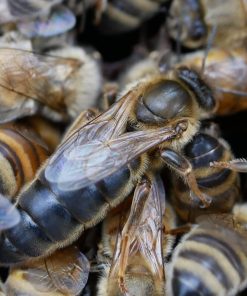 Queens Shop - Naturally Mated or Artificially Inseminated Queen Bees