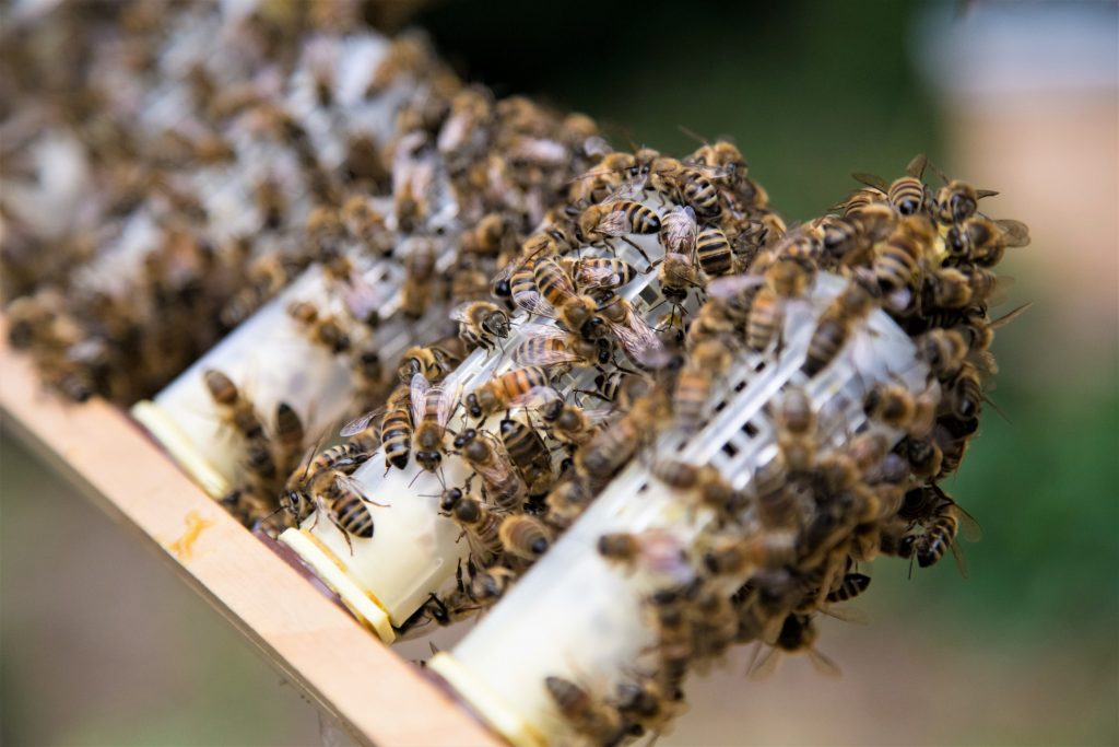 Virgin Queen Bees For Sale