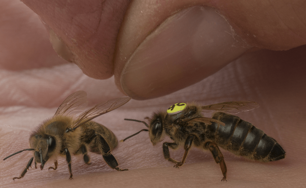 Carnica Queens for Sale